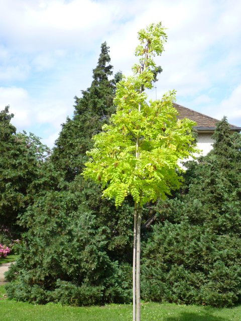 Robinia pseudoacacia 'Frisia'